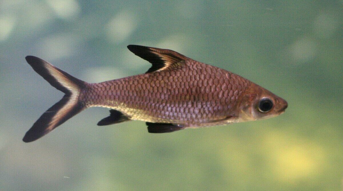 Imagem do Peixe Bala